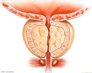 Illustration of prostate | Image Credit: © Judith - stock.adobe.com