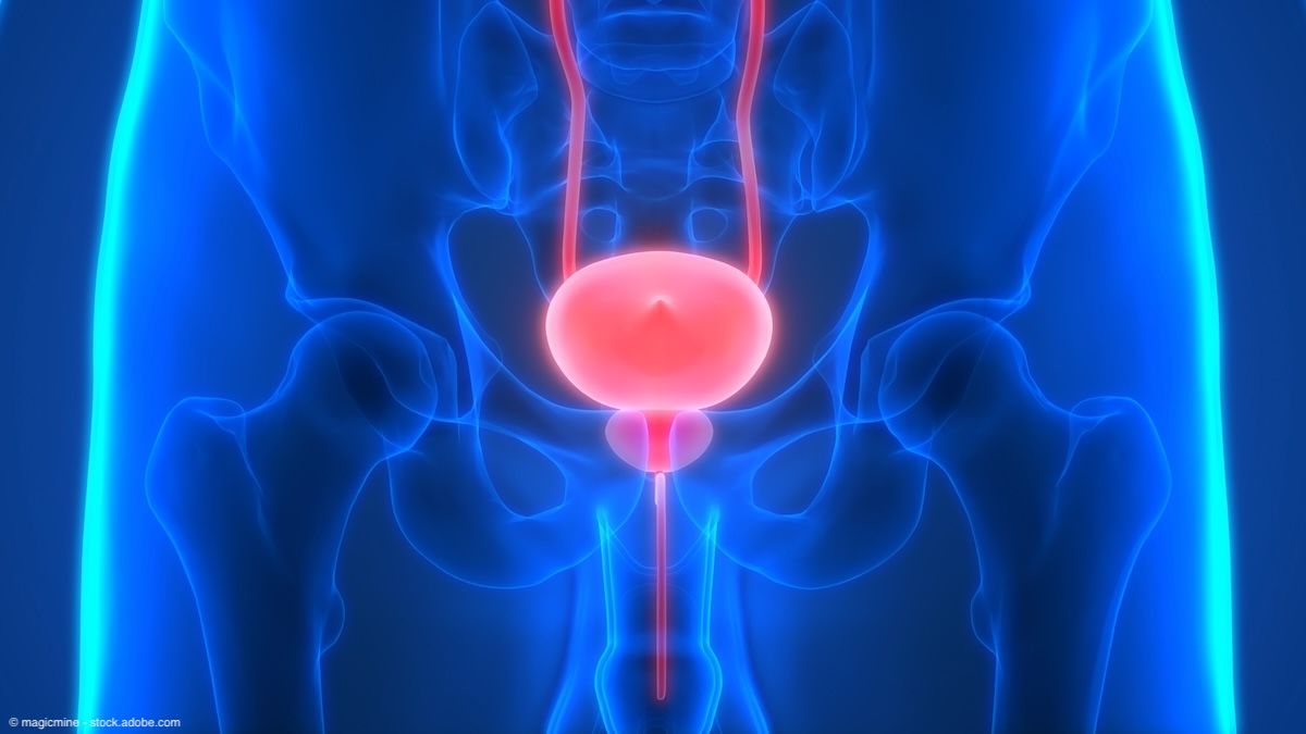 Human urinary system | Image Credit: © magicmine - stock.adobe.com