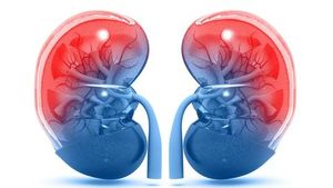 Safety data support continued exploration of neoadjuvant nivolumab in RCC