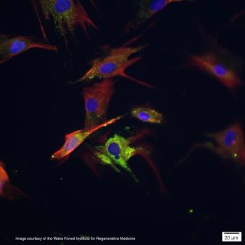 Image courtesy of the Wake Forest Institute for Regenerative Medicine