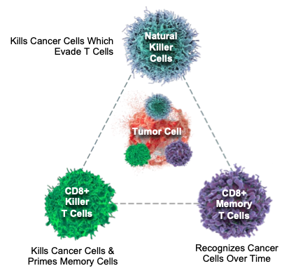 Anktiva as a lymphocyte rescue molecule: Unlocking the power of NK ...