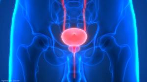 illustration of urinary bladder