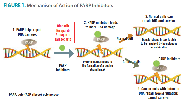 Mechanism of Action of PARP inhibitors