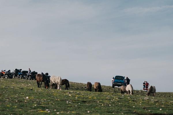 Livanjski divlji konji - Simbol slobode