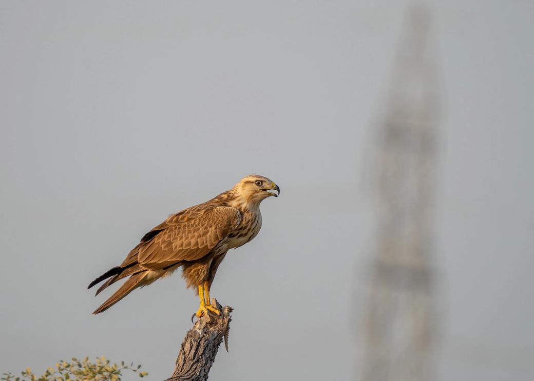 Bird of prey perched on a dead branch against a hazy sky, with a blurred lattice tower in the background