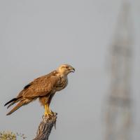 Bird of prey perched on a dead branch against a hazy sky, with a blurred lattice tower in the background