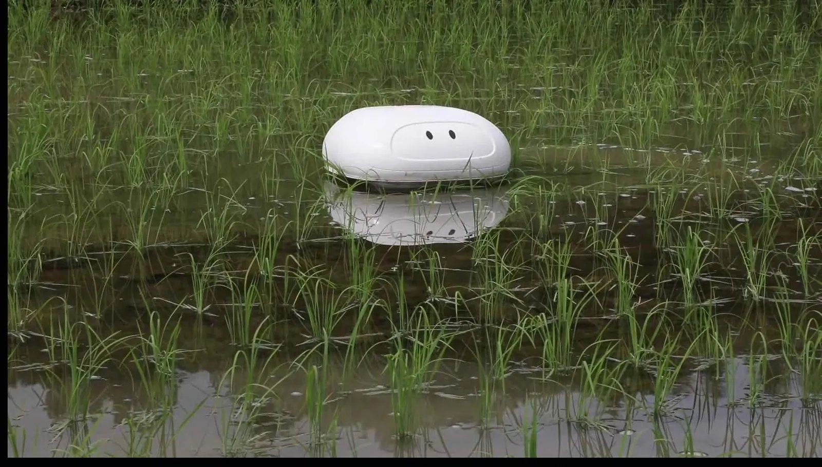 Robots frente a pesticidas: Tecnología para ayudar a mantener los arrozales libres de malezas.
