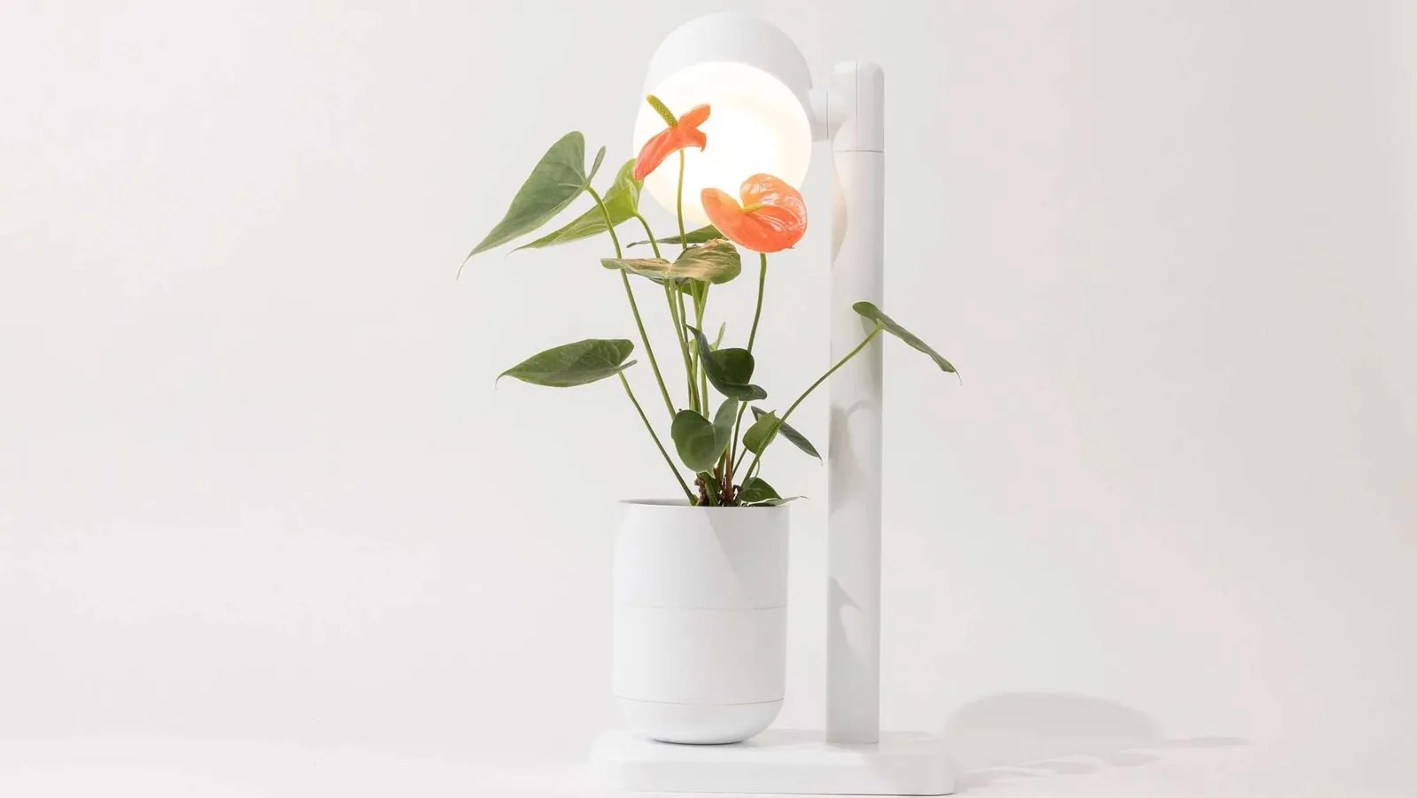 Plantas a salvo