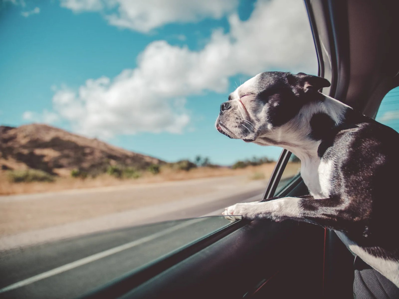Humanimals: De la explotación a la humanización.