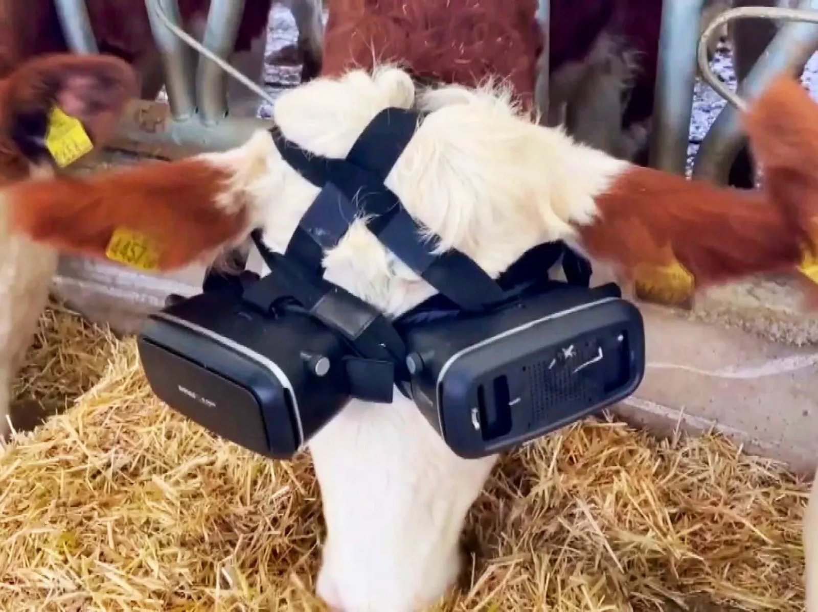 Animal exploitation, also in the metaverse: Cows with virtual reality equipment