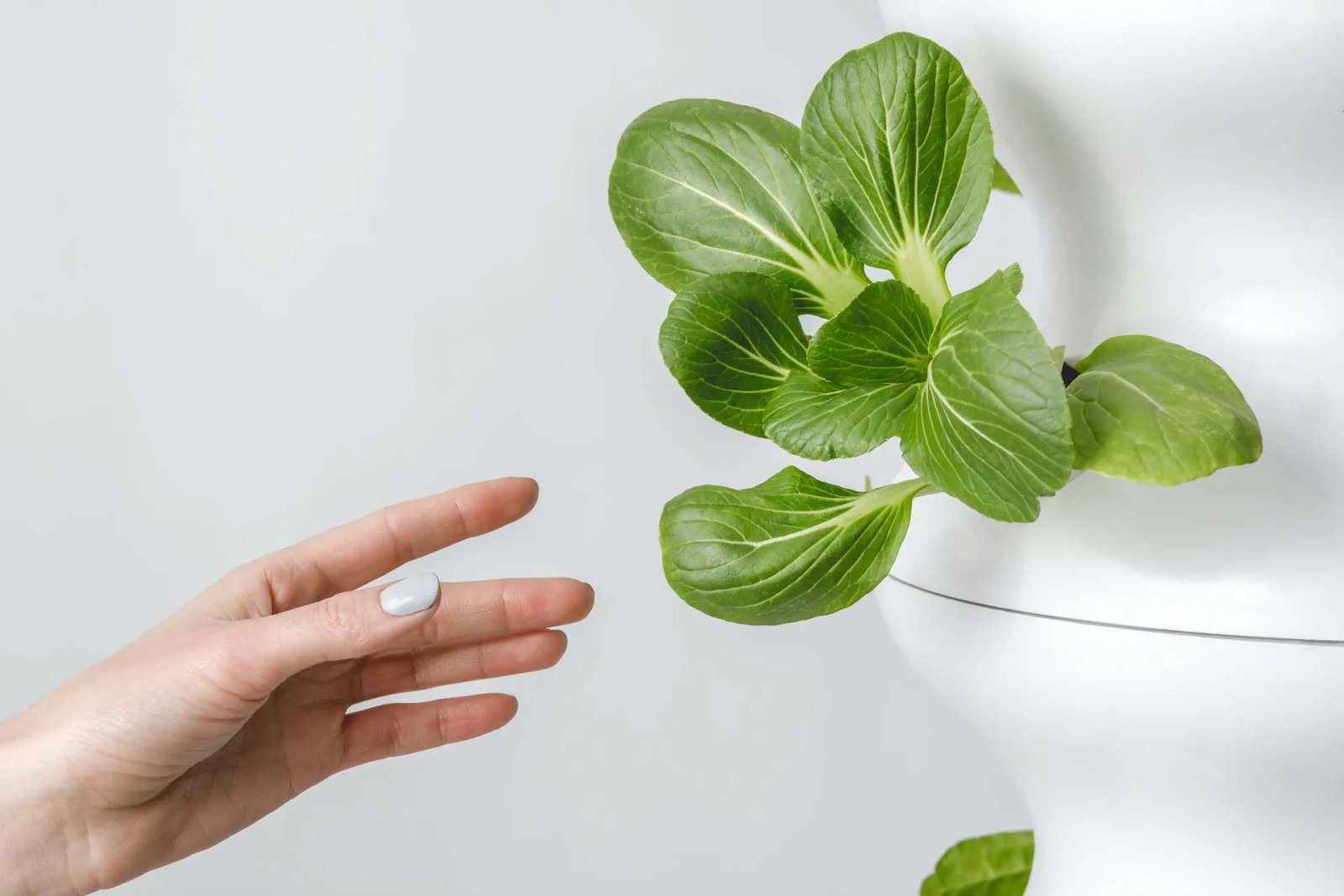 Foodture: La alimentación disruptiva se abre camino.