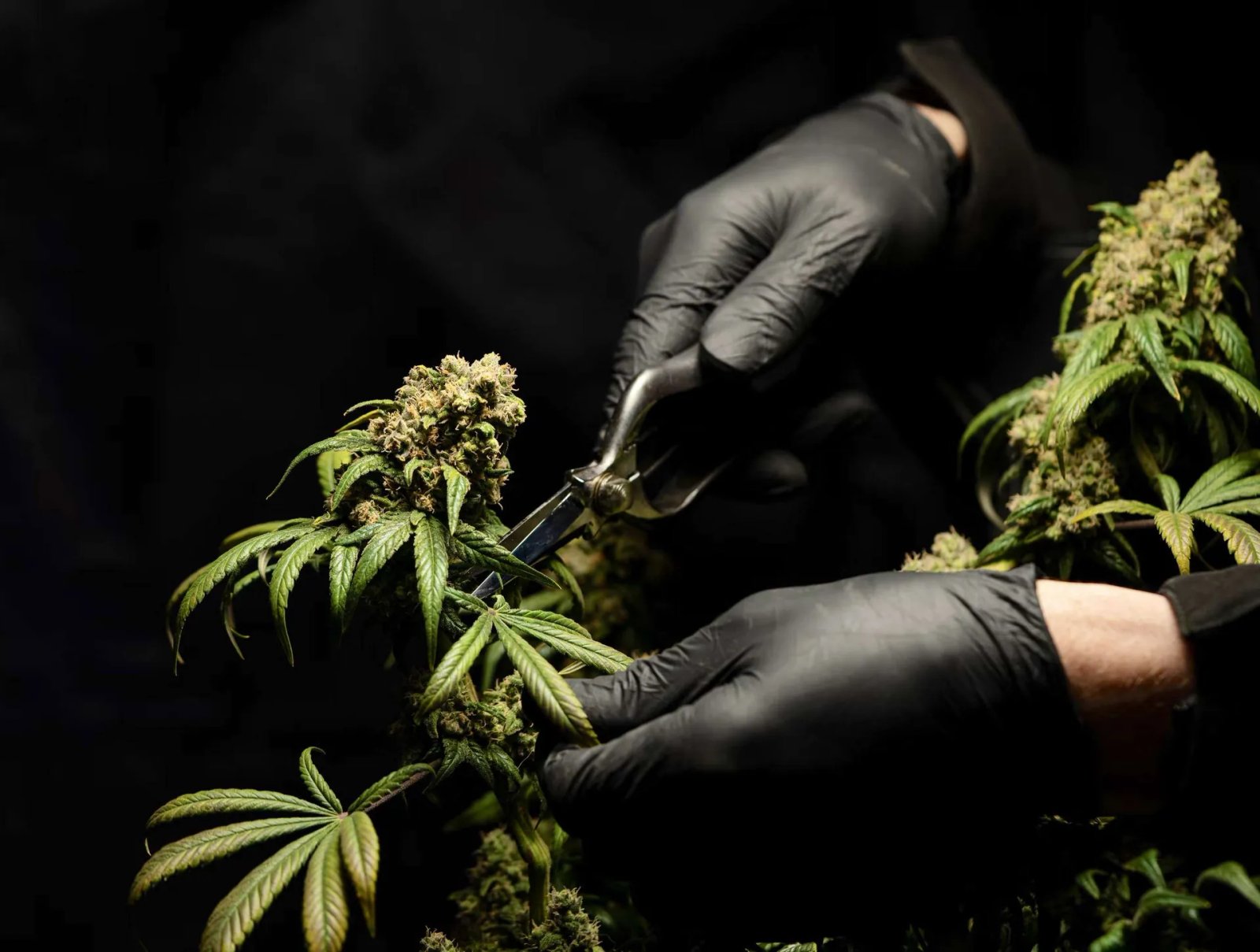 Light drugs: Drugs and their derivatives reinvent themselves.