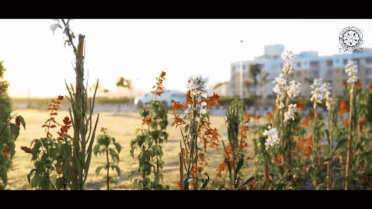 IIT Ropar  Campus Tour