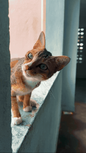 Wildlife of IIT Madras