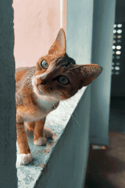 Wildlife of IIT Madras