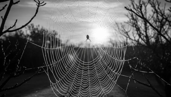 Découvrir les 4 piliers du SEO pour propulser votre présence en ligne