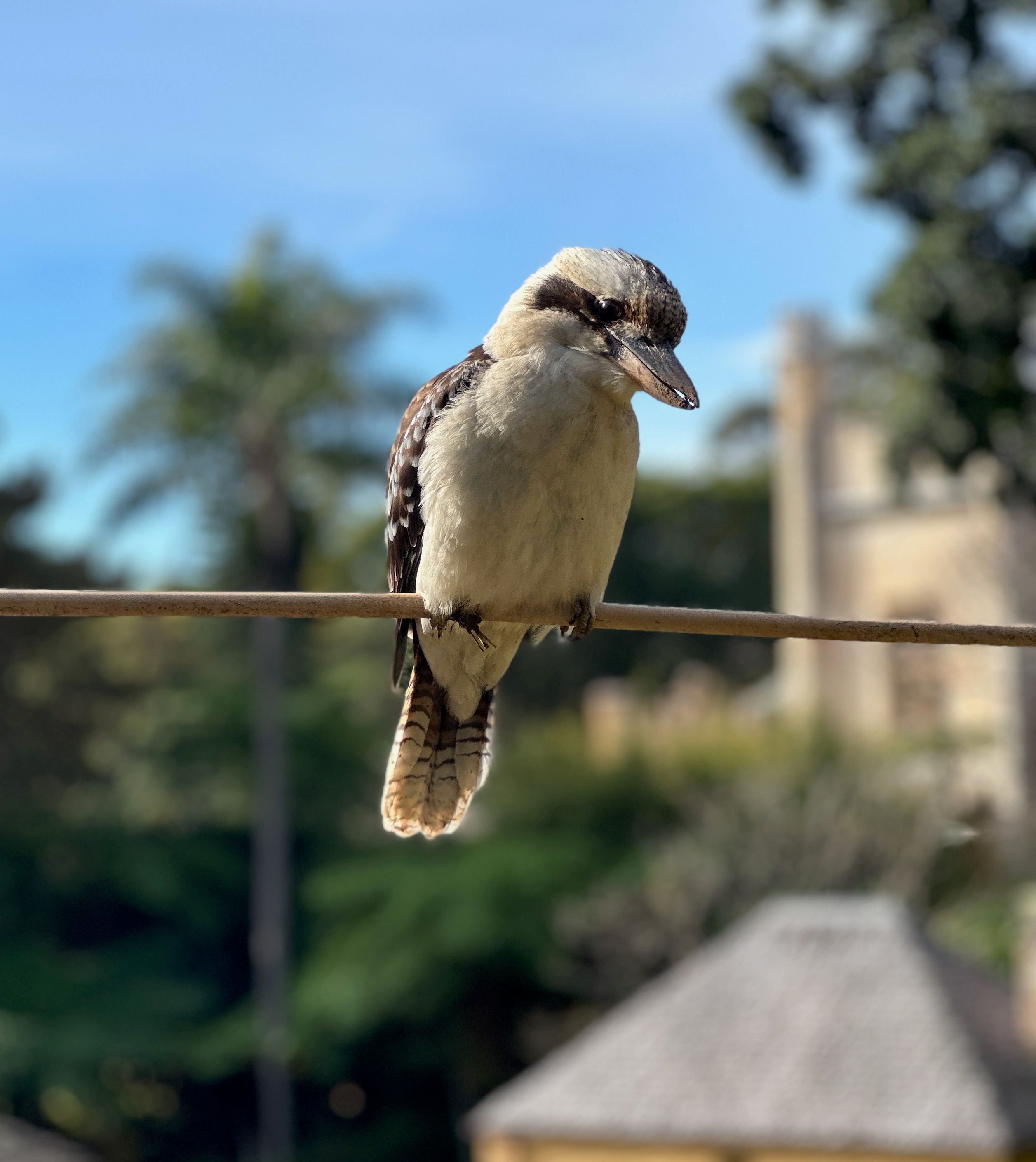 kookaburra on a branch