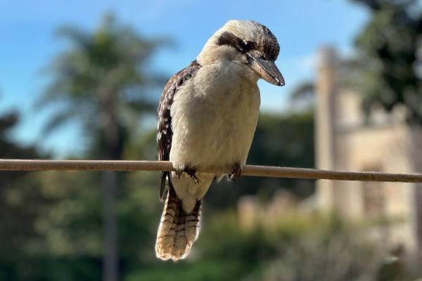 kookaburra on a branch