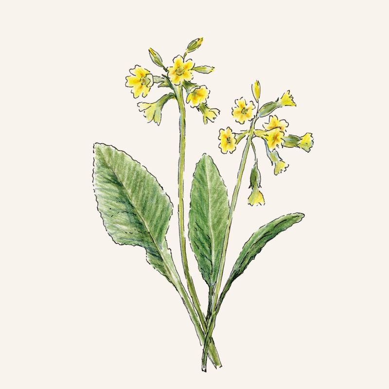 Illustration showcasing this artists portfolio