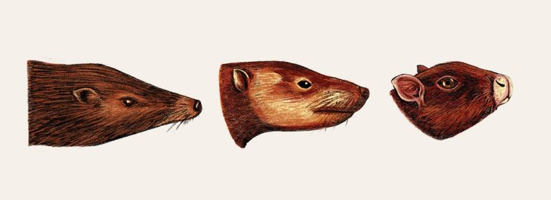 Illustration showcasing this artists portfolio