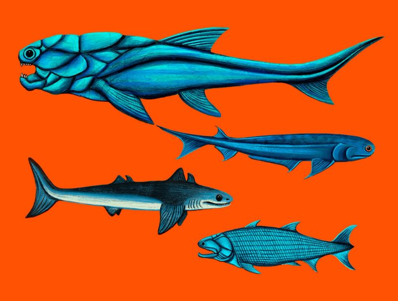 Illustration showcasing this artists portfolio