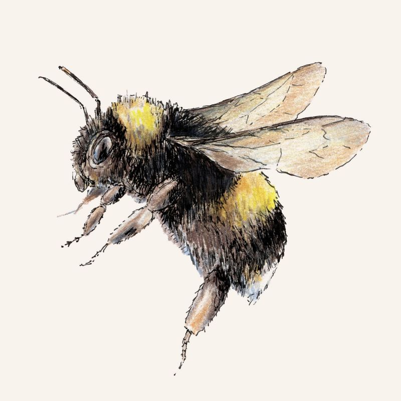 Illustration showcasing this artists portfolio