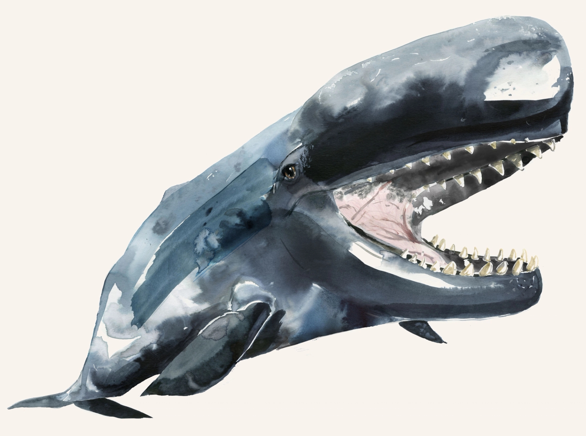 whale illustration