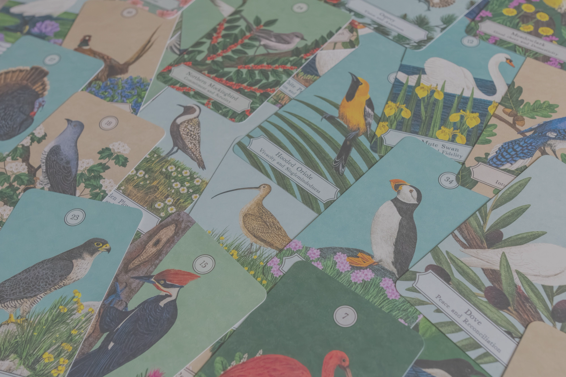 A spread of bird-themed oracle cards, each with an illustration and descriptive text.
