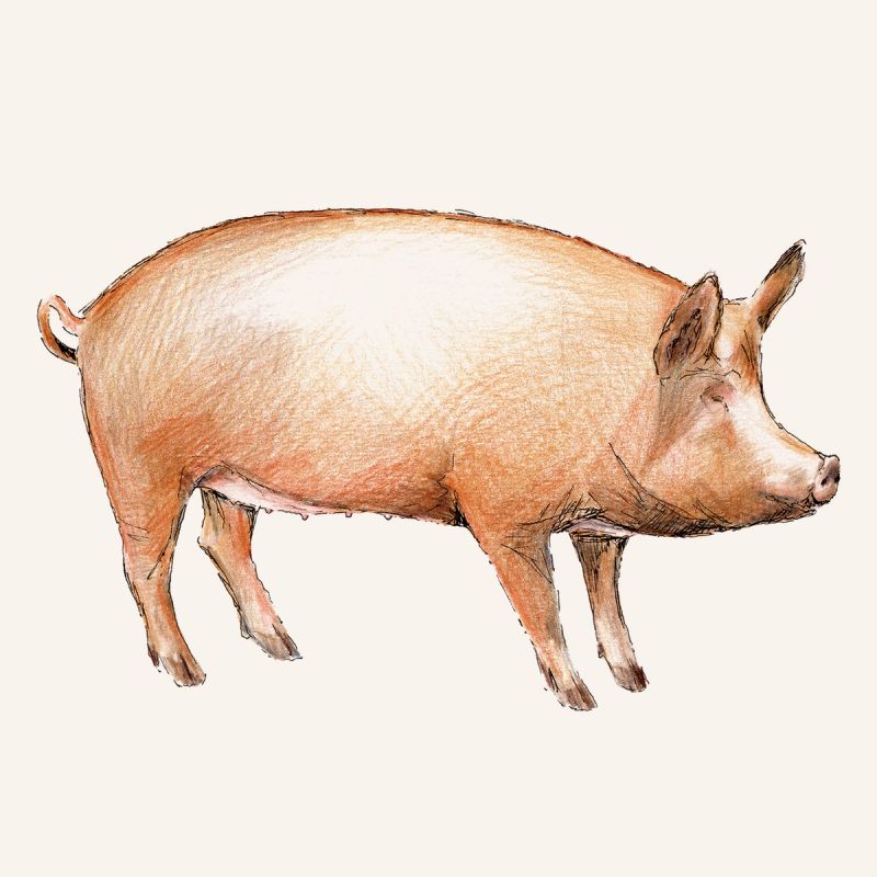 Illustration showcasing this artists portfolio