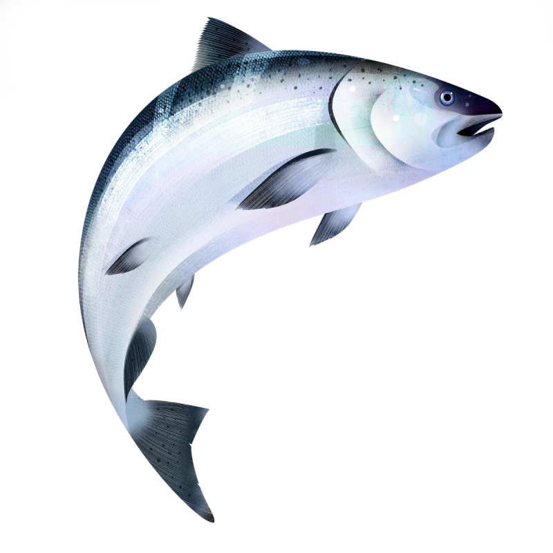 Illustration showcasing this artists portfolio