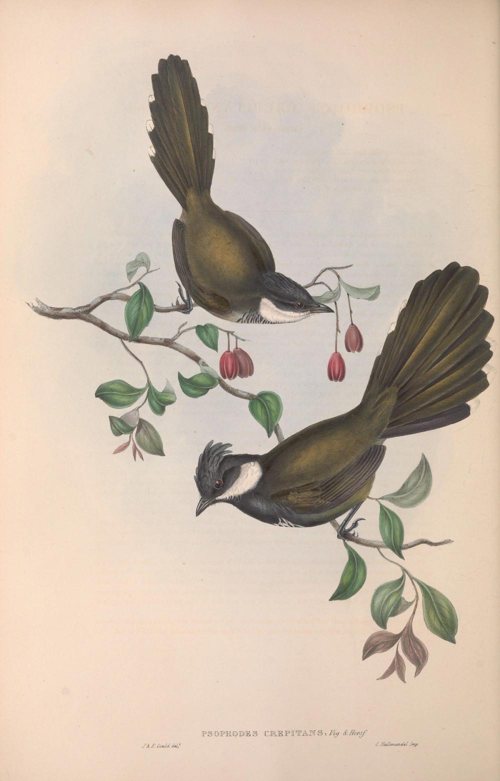 Eastern Whipbird, 1854 - Elizabeth Gould