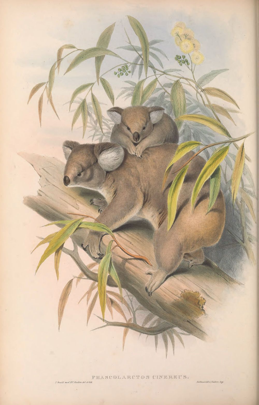 Koala, 1863 - John Gould 