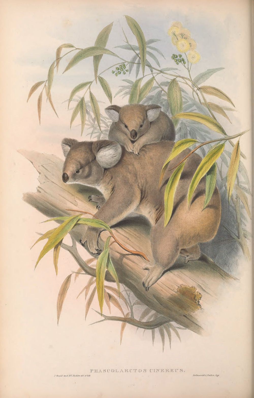 Koala, 1863 - John Gould