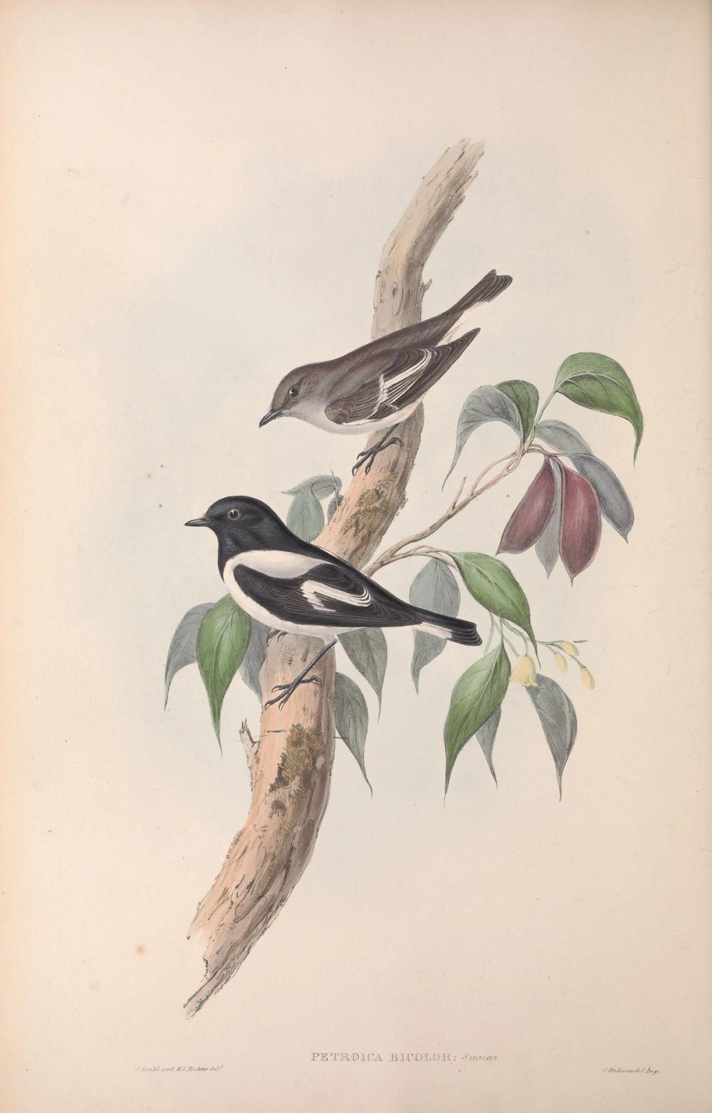 Black-sided Robin, 1854 - Elizabeth Gould 