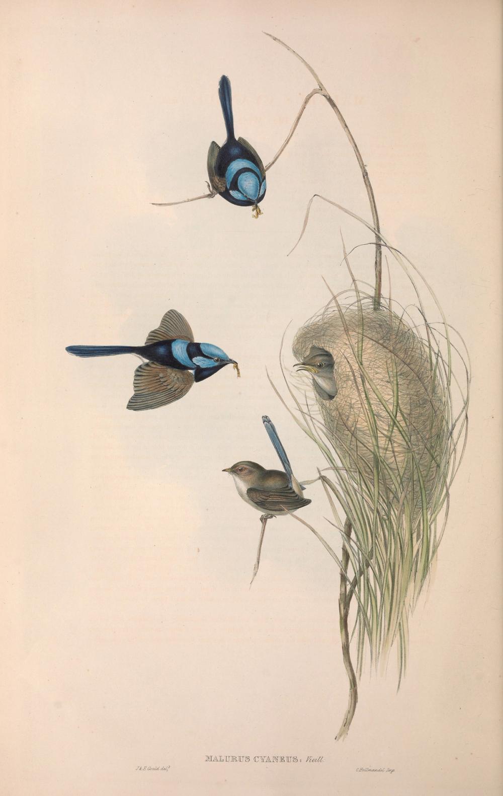 Superb Fairywren, 1854 - Elizabeth Gould 