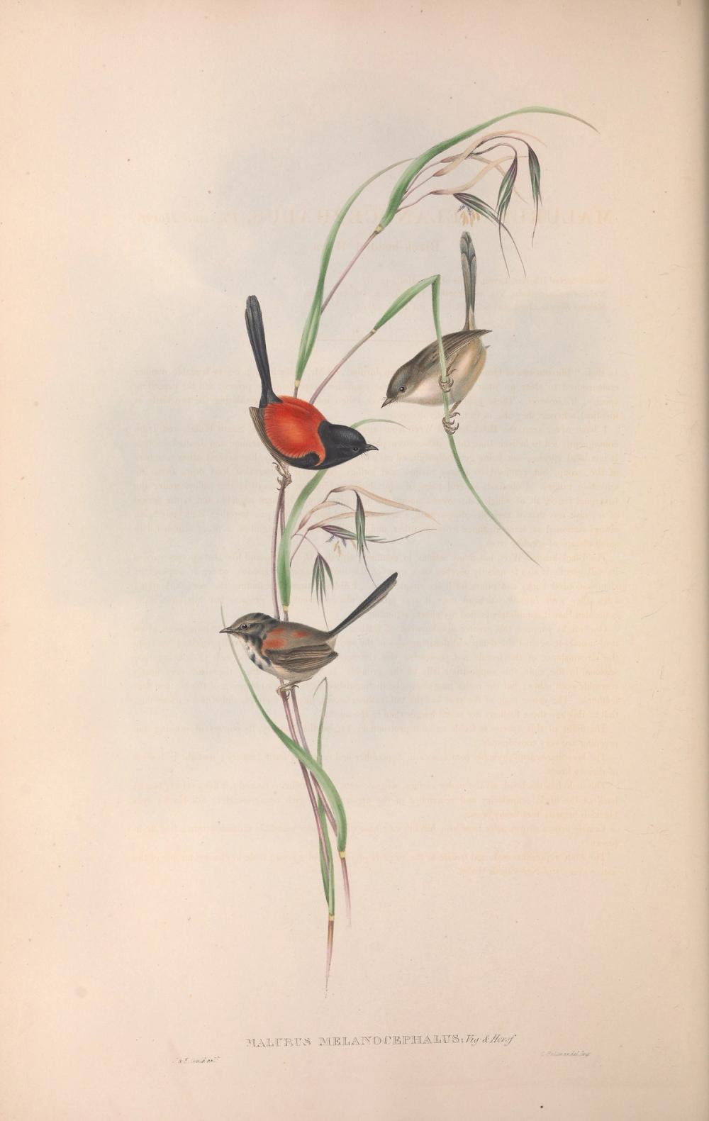 Red-backed Fairywren, 1853 - Elizabeth Gould