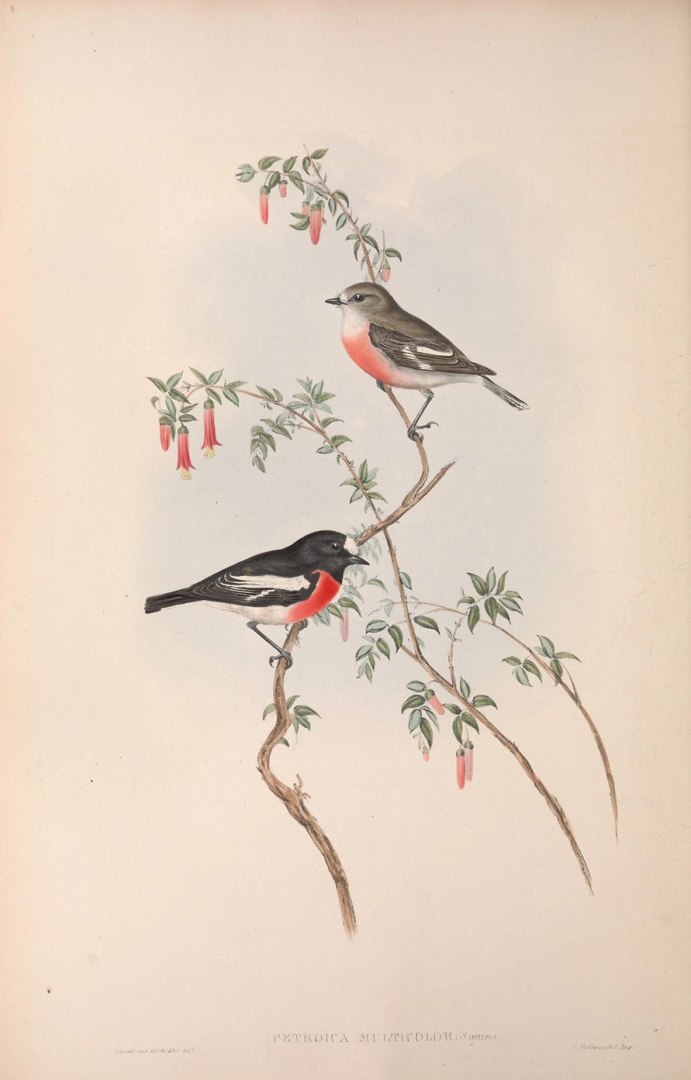 Scarlet robin, 1854 - Elizabeth Gould 