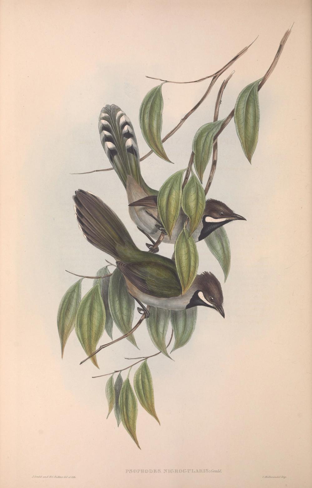 Western Whipbird, 1854 - Elizabeth Gould 