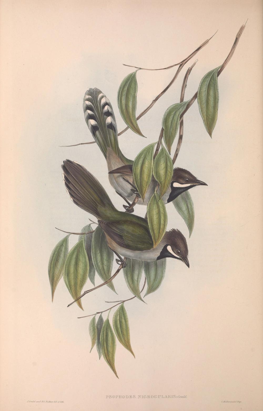Western Whipbird, 1854 - Elizabeth Gould