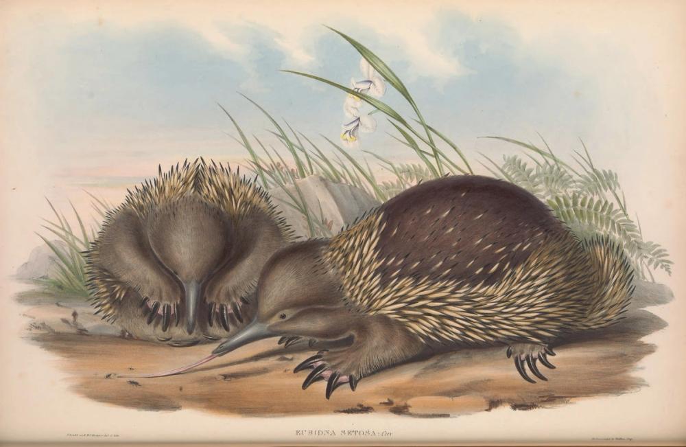 Tasmanian Short-beaked Echidna, 1863 - John Gould 