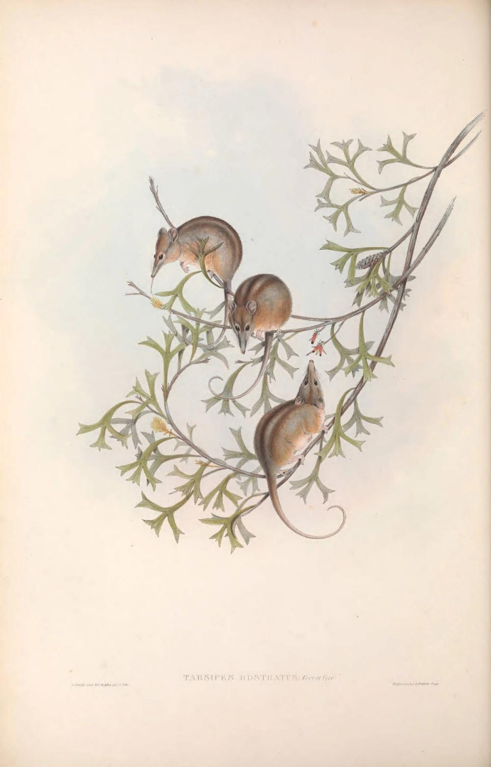 Honey Possum, 1863 - John Gould 