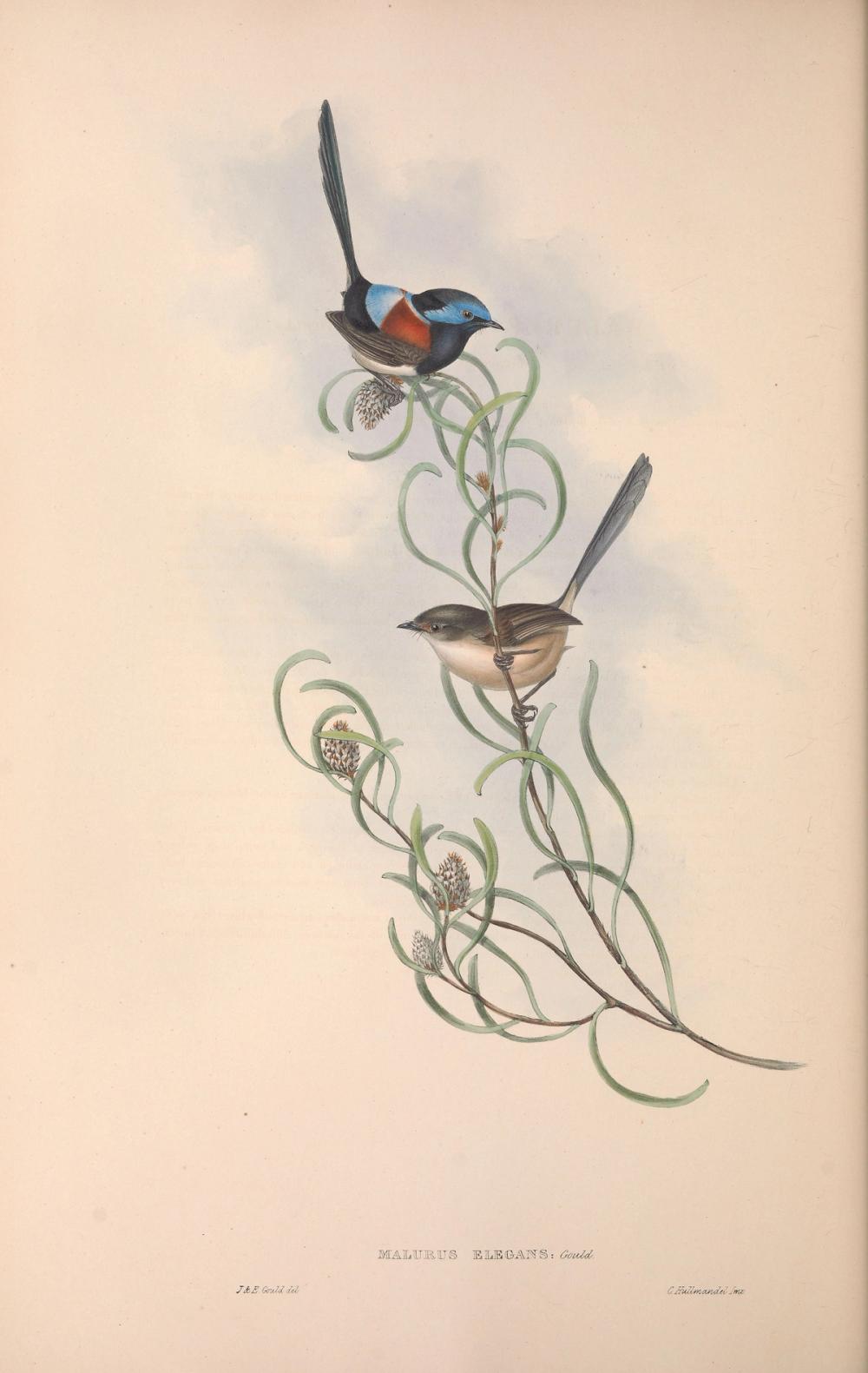 Red-winged Fairywren, 1854 - Elizabeth Gould