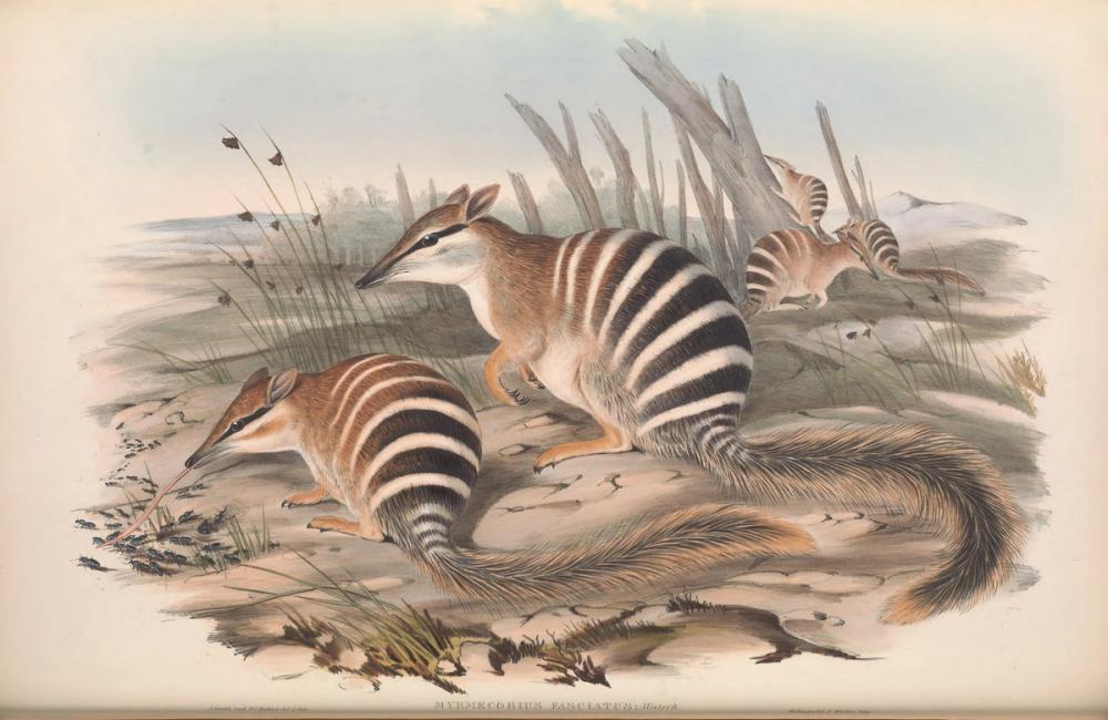 Numbat, 1863 - John Gould 