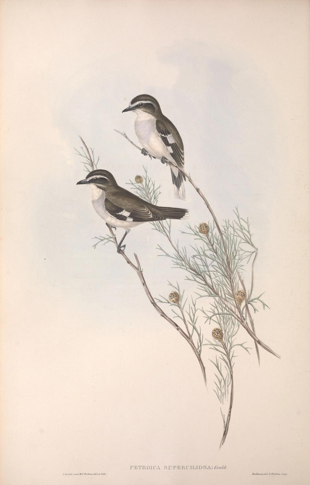 White-browed robin, 1854 - Elizabeth Gould 