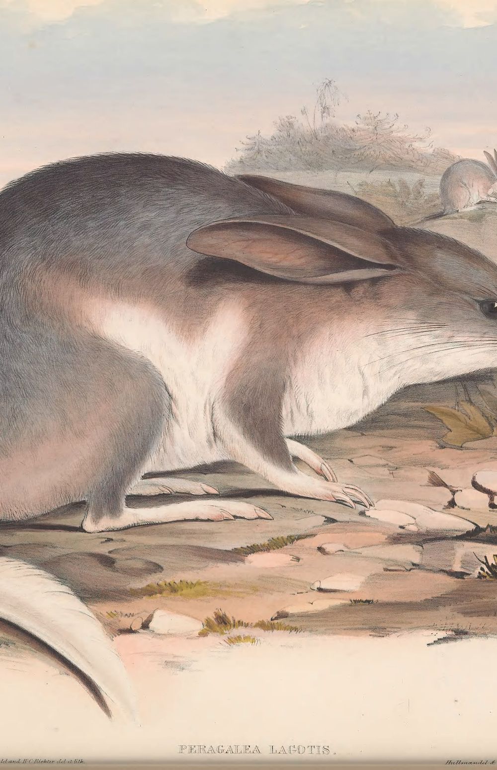Greater Bilby, 1863 - John Gould