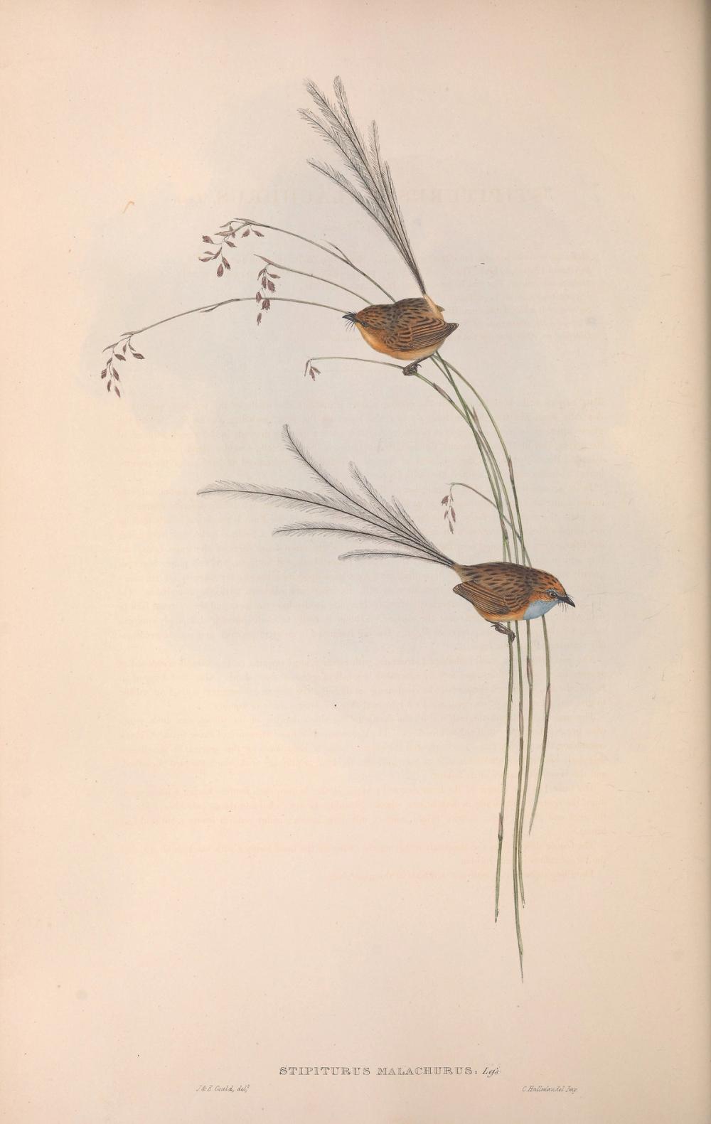 Southern Emuwren, 1854 - Elizabeth Gould 