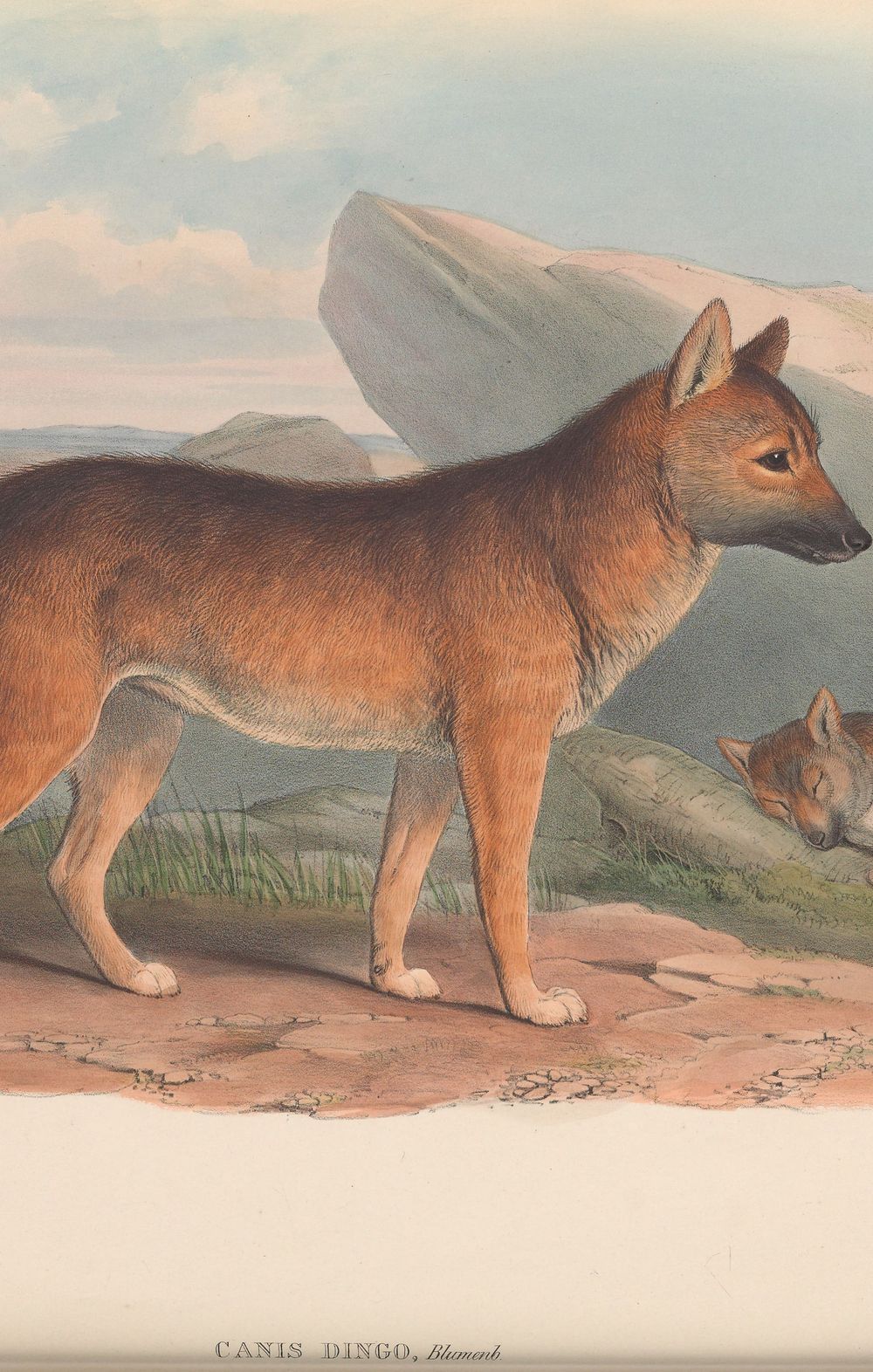 Dingo, 1863 - John Gould 