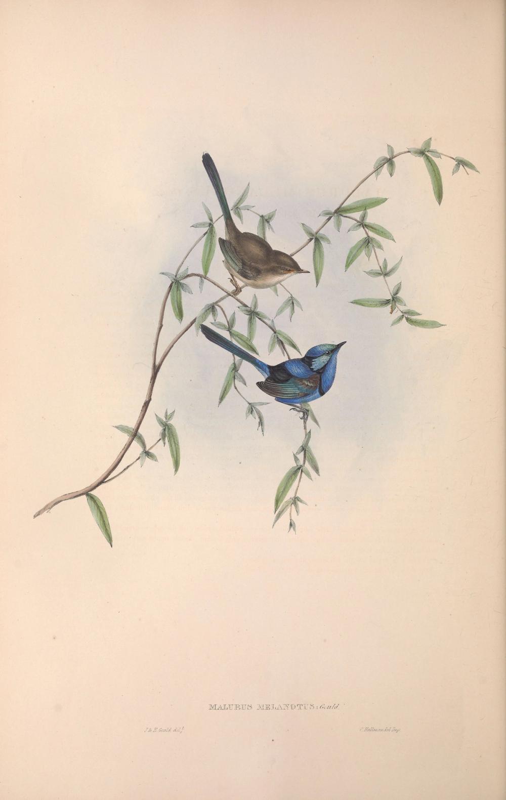 Splendid Fairywren, 1854 - Elizabeth Gould 