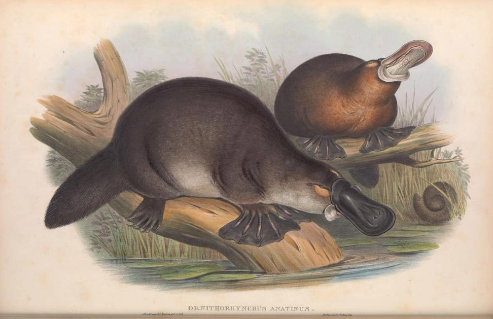 Platypus, 1863 - John Gould 