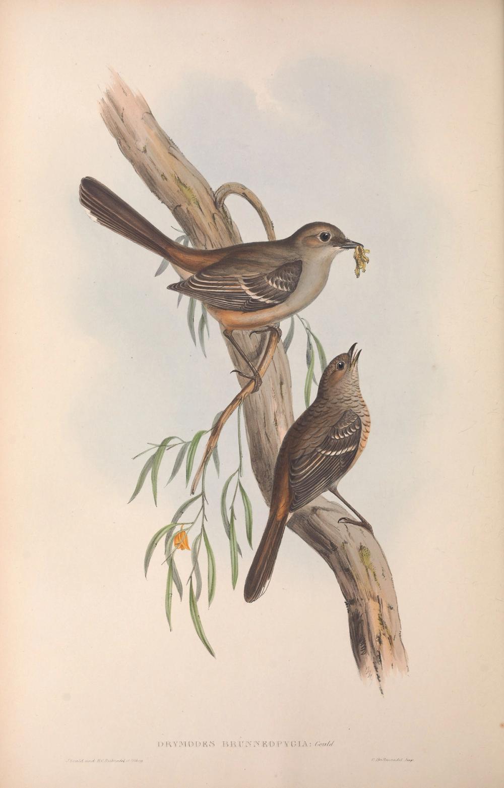 Southern Scrub-Robin, 1854 - Elizabeth Gould 